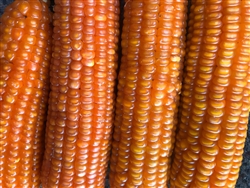 Grain, Orange Creole Heirloom Corn, 50 lbs