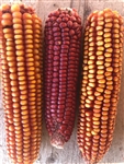 Grain, Wapsi Valley Heirloom Corn, 50 lbs