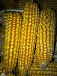 Grain, Yellow Heirloom Corn, 50 lbs